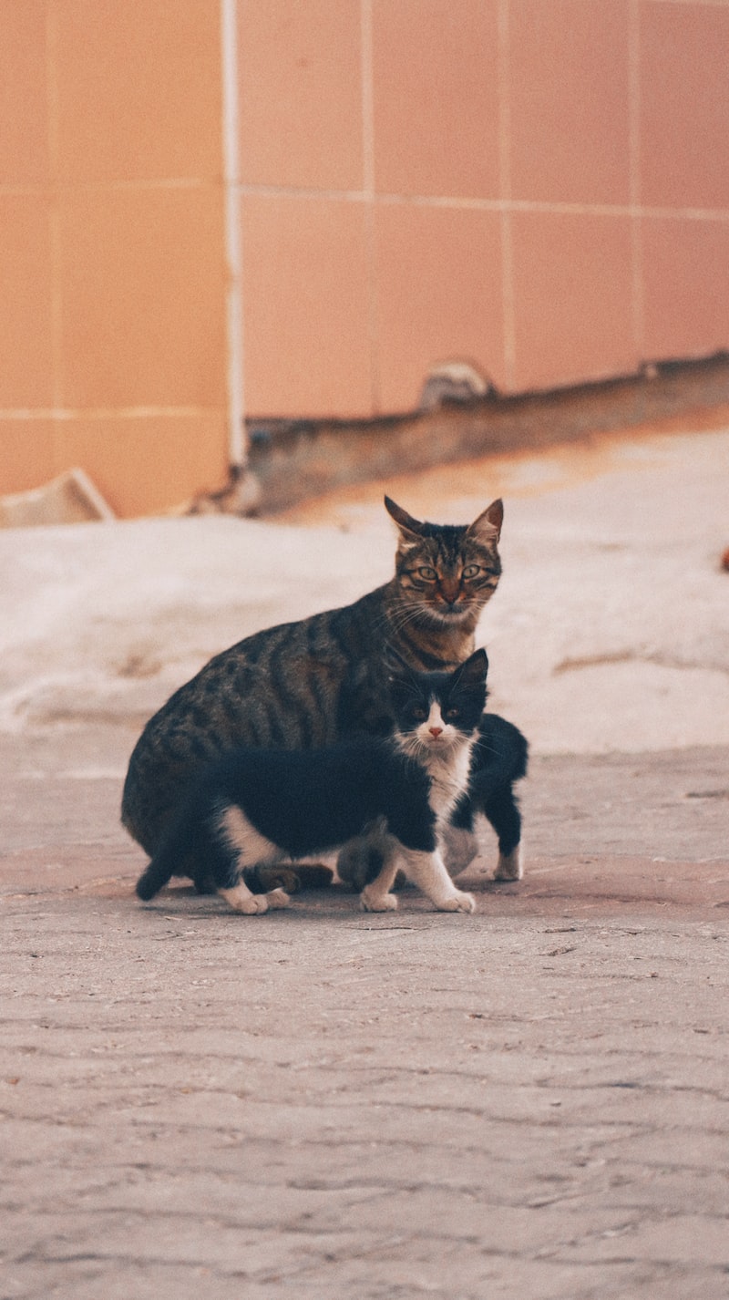 balıkesir ayvalık nerede kalınır